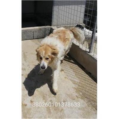 Marcianise - CANE - Microchip 380260101378633